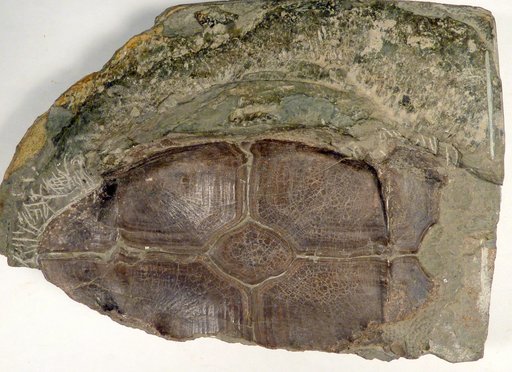 Bothriolepis canadensis (Whiteaves)
