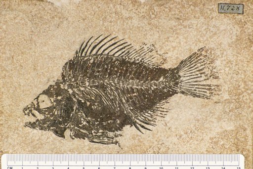 Priscacara oxprion Cope