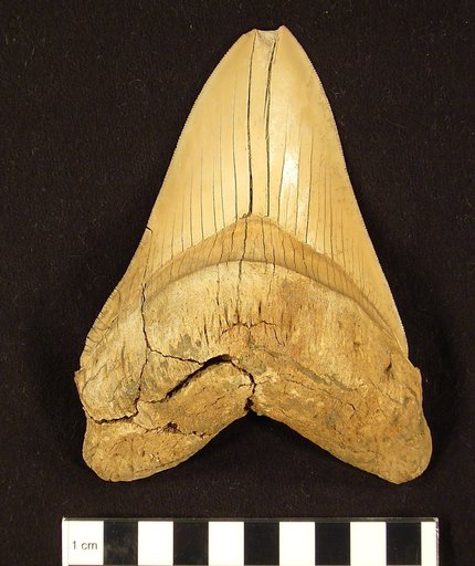 Carcharocles megalodon