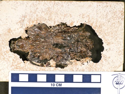 Phareodus sp