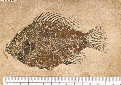 Priscacara oxprion Cope