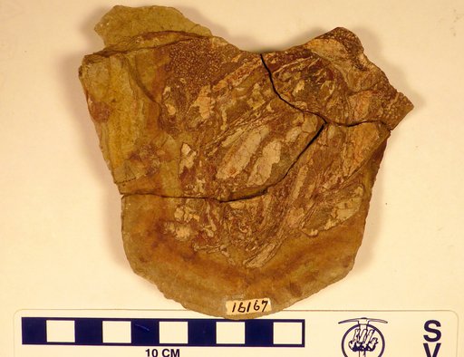 Cheirolepis trailli Agassiz