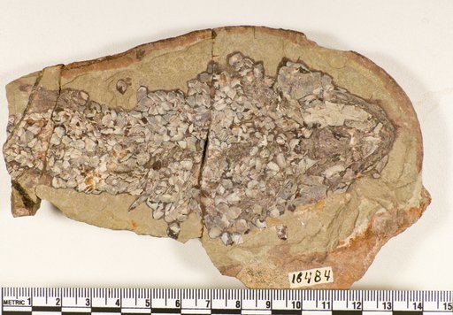 Osteolepis major Agassiz