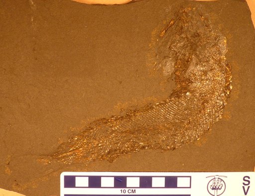 Palaeoniscus freieslebeni Blainville