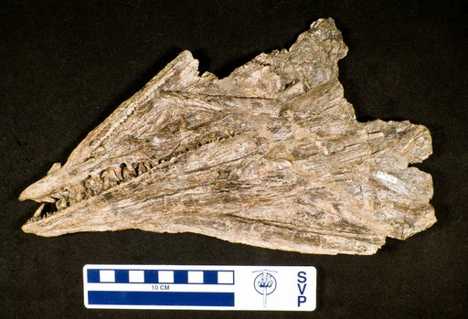 Cimolichthys sp