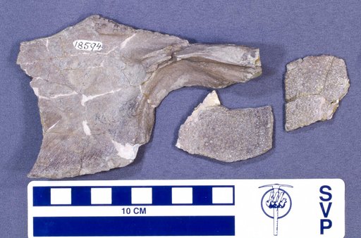 Coccosteus sp