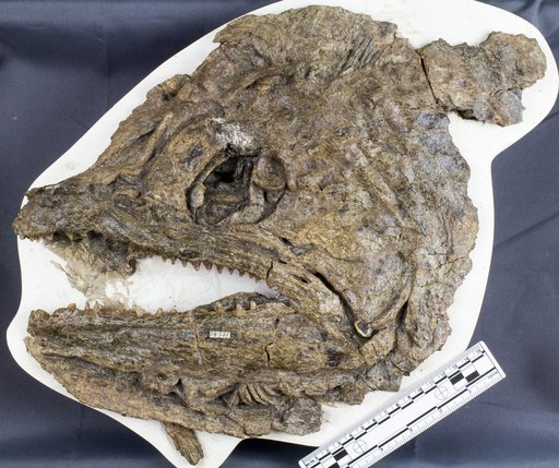Pachyrhizodus sp