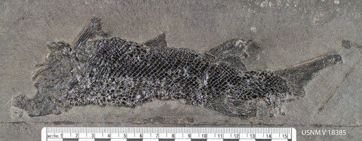 Redfieldia gracilis (Redfield)
