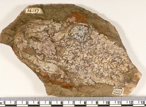 cf. Osteolepis macrolepidotus Agassiz