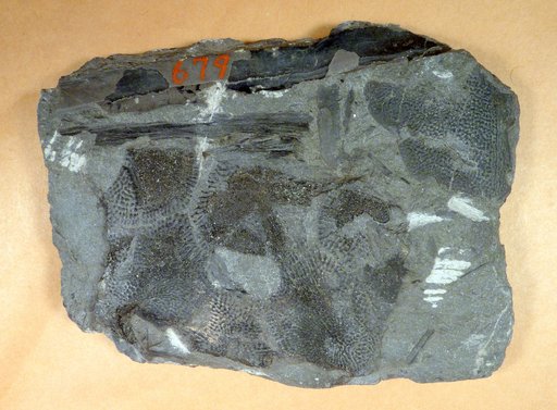 Bothriolepis nitida (Leidy)