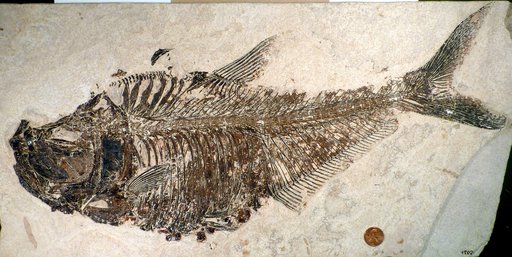 Diplomystus dentatus Cope