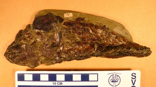 Dapedium punctatus