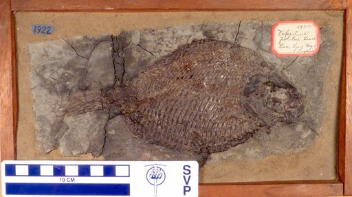 Dapedium politus Leach
