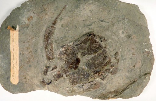 Bothriolepis canadensis (Whiteaves)