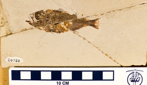 Berybolcensis leptacanthus (Agassiz, 1833)