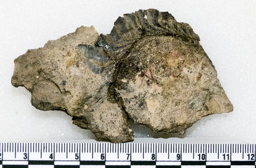 cf. Helicoprion ferrieri (Hay)