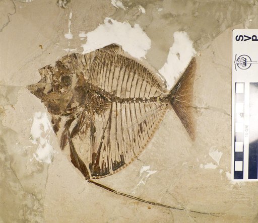 Mene rhombea (Volta)