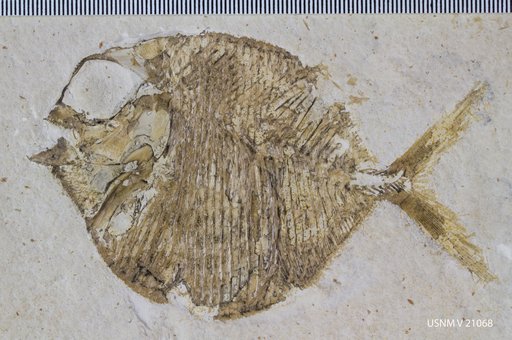 Gyrodus frontatus Agassiz