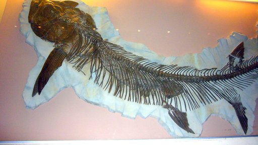 Xiphactinus audax Leidy