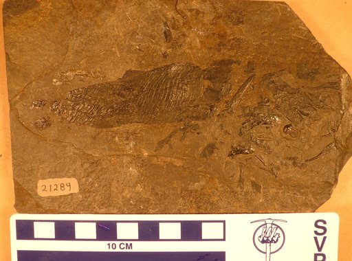 Ptycholepis marshi Newberry