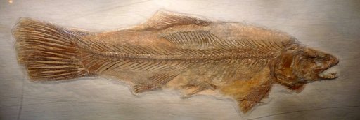 Urocles elongatus Dunkle