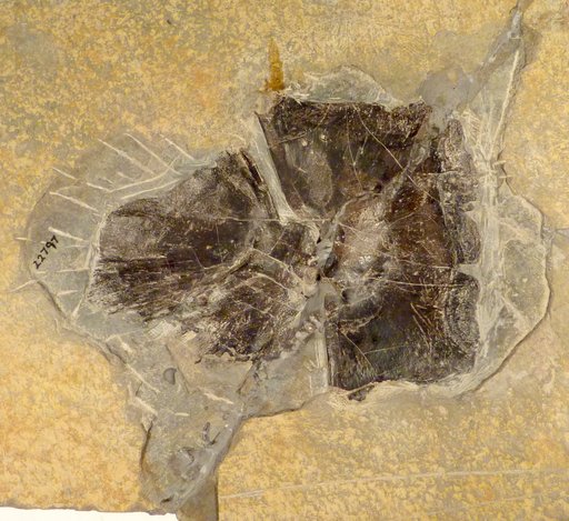 Plourdosteus canadensis (Woodward)