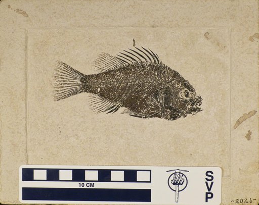 Priscacara clivosa Cope