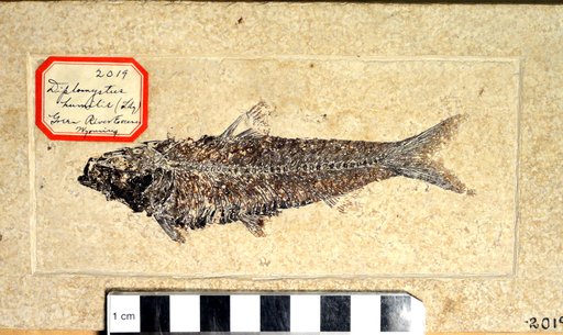 Knightia sp
