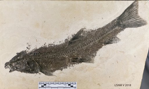 Notogoneus osculus Cope