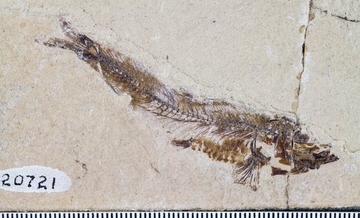 Clupea catopygoptera Woodward