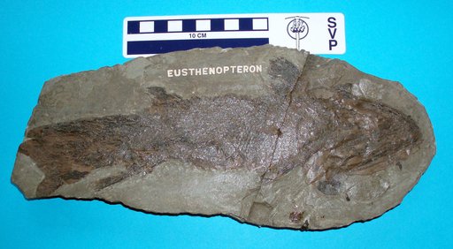 Eusthenopteron foordi Whiteaves