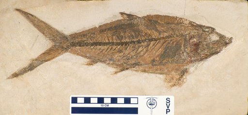 Thunnus lanceolatus