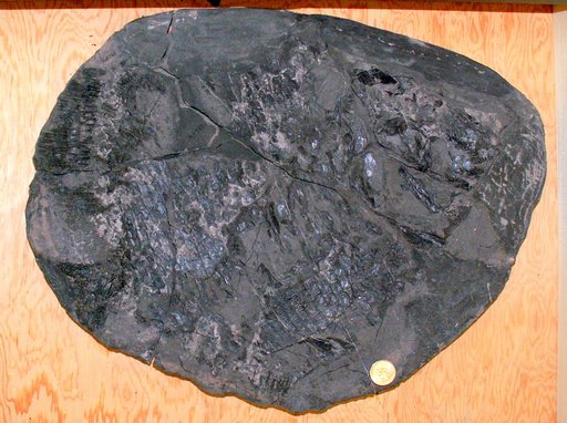 Gyrodus vinalensis Dunkle