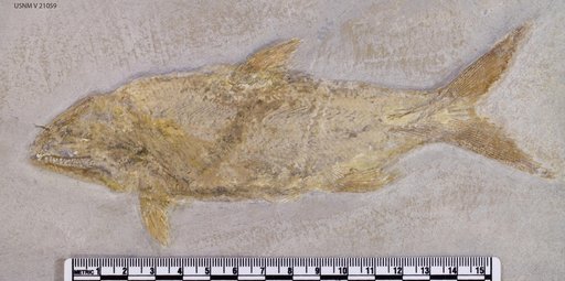 Caturus furcatus (Agassiz, 1833)