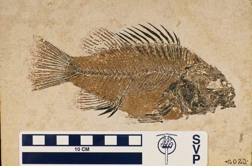 Priscacara serrata Cope