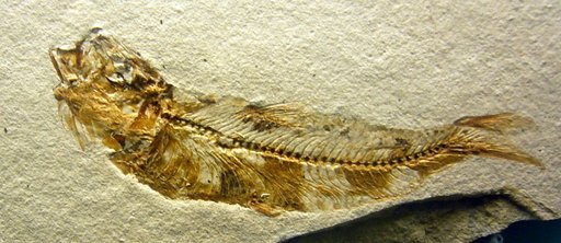 Clupea cf. catopygoptera Woodward
