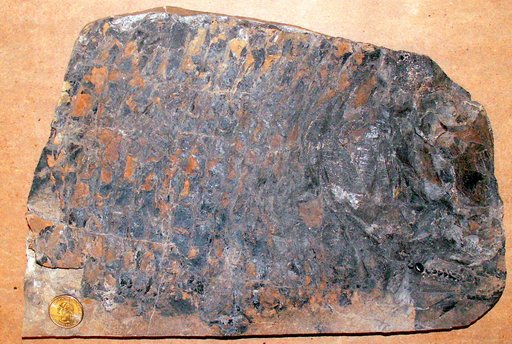 Gyrodus vinalensis Dunkle