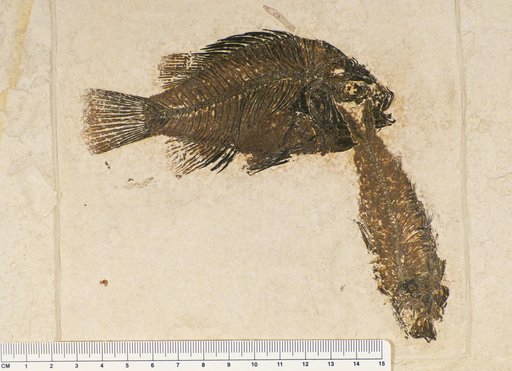 Priscacara pealei Cope