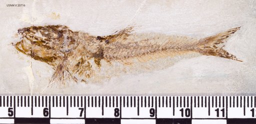 Clupea catopygoptera Woodward