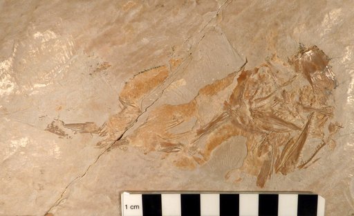Furo proelongus (Thiolliere)