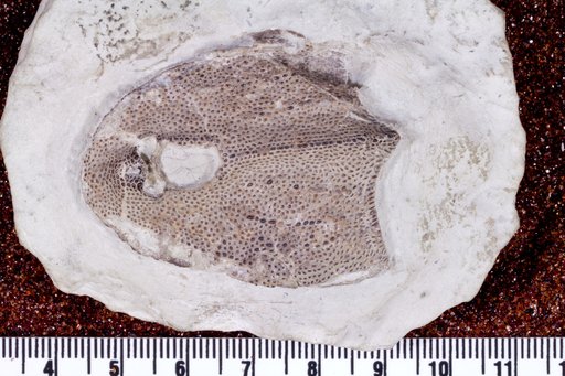 Dartmuthia gemmifera Patten