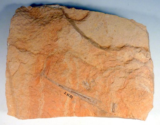 Blochius sp