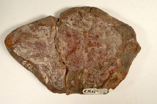 Coccosteus decipiens Agassiz