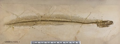 Eomyrus latispinus