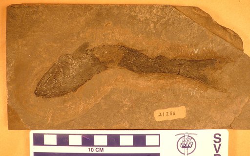Ptycholepis marshi Newberry