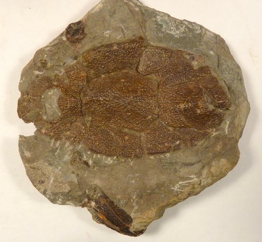 Bothriolepis canadensis (Whiteaves)