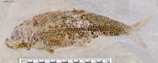 Pholidophorus sp