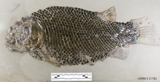 Lepidotes cf. elvensis Blainville