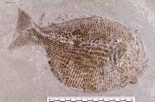 Dapedium pholidotus Agassiz