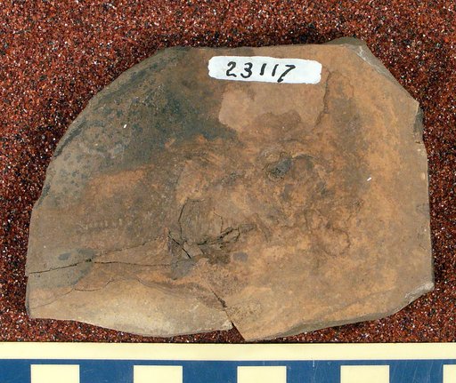 Priscacara cf. liops Cope